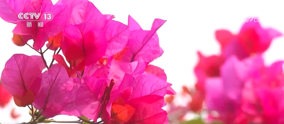 
杭州市人民医院黄牛代挂号电话票贩子号贩子网上预约挂号,住院检查加快,春日景色唤醒 “美丽经济” 赏花游成为农文旅消费新热点