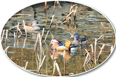 
浙江中医药第二医院黄牛代挂号电话票贩子号贩子网上预约挂号,住院检查加快,在北京数鸳鸯的人