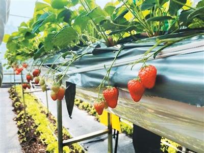 
北京朝阳医院黄牛代挂号电话票贩子号贩子网上预约挂号,住院检查加快,春耕春管里的“科技范儿”