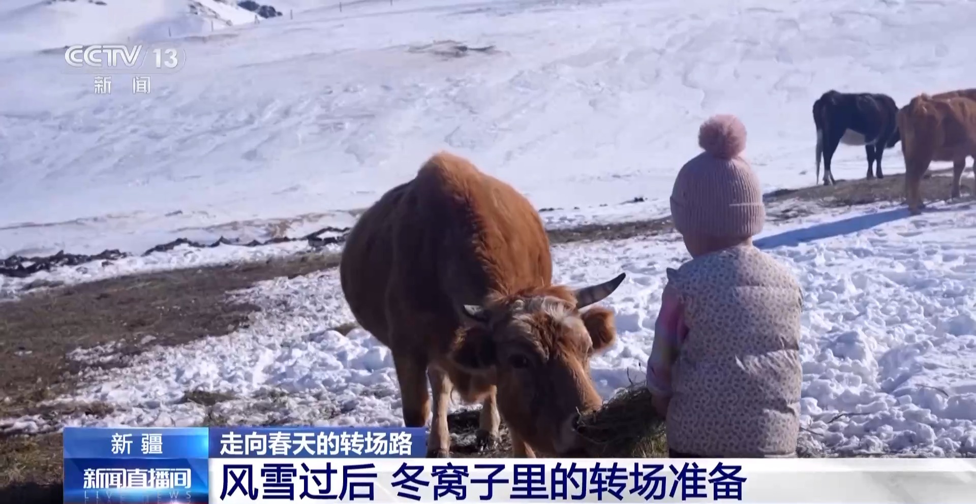 
杭州市一医院黄牛代挂号电话票贩子号贩子网上预约挂号,住院检查加快,视频丨20万余头牛羊“搬家”进行中 阿勒泰春季转场有多壮观