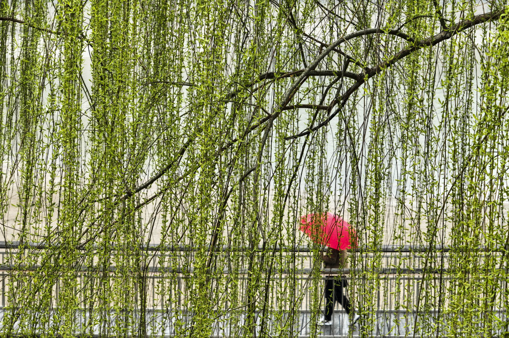 
中国人民解放军总医院黄牛代挂号电话票贩子号贩子网上预约挂号,住院检查加快,科学与健康|花粉过敏季到来，如何应对？