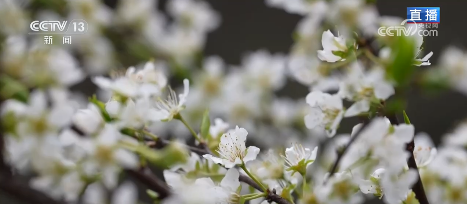上海第九人民医院黄牛代挂号电话票贩子号贩子网上预约挂号,住院检查加快,“一朵春花”串联起乡村文旅新业态 春日限定美景激活乡村经济“一池春水”