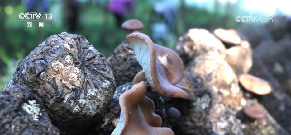 杭州市富阳中医骨伤医院黄牛代挂号电话票贩子号贩子网上预约挂号,住院检查加快,36亿亩、25.09%,双增长!“植”此青绿绘就美丽中国新画卷