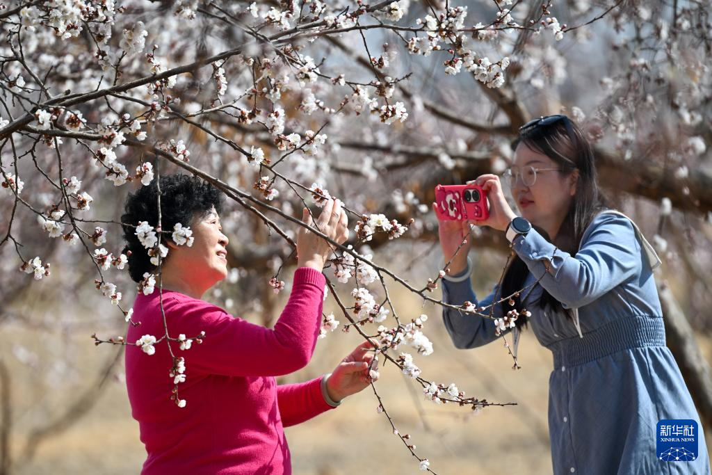 
博爱医院黄牛代挂号电话票贩子号贩子网上预约挂号,住院检查加快,新疆吐鲁番：赴一场杏花之约