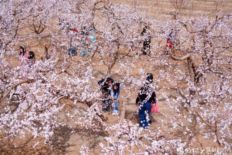 
浙江第二医院黄牛代挂号电话票贩子号贩子网上预约挂号,住院检查加快,花海漫天山，藏着新疆文旅的“流量密码”