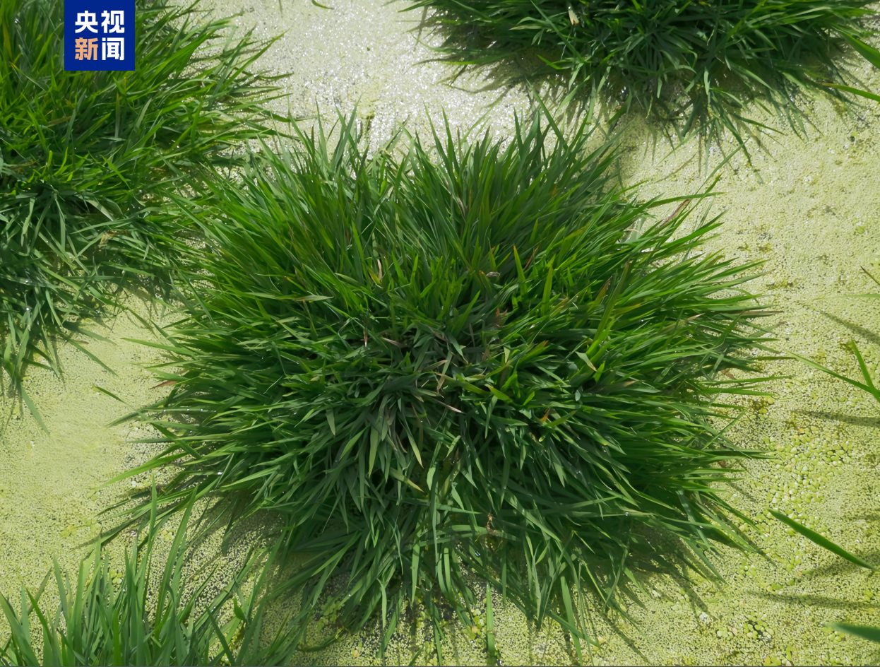 上海中山医院黄牛代挂号电话票贩子号贩子网上预约挂号,住院检查加快,全球首次、硬核突破!本周,我国多领域成果密集“上新”