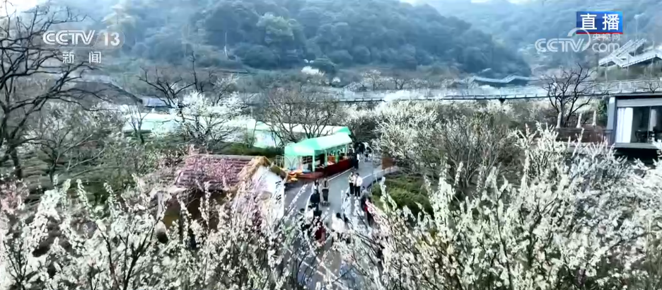 上海第九人民医院黄牛代挂号电话票贩子号贩子网上预约挂号,住院检查加快,“一朵春花”串联起乡村文旅新业态 春日限定美景激活乡村经济“一池春水”