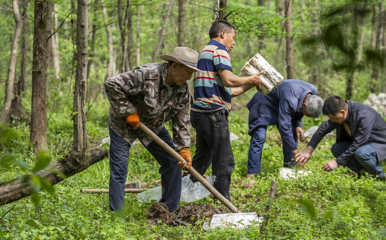 
北京大学第一医院黄牛代挂号电话票贩子号贩子网上预约挂号,住院检查加快,天天学习｜我们每个人都是乘凉者，但更要做种树者