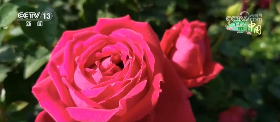 上海第九人民医院黄牛代挂号电话票贩子号贩子网上预约挂号,住院检查加快,“一朵春花”串联起乡村文旅新业态 春日限定美景激活乡村经济“一池春水”