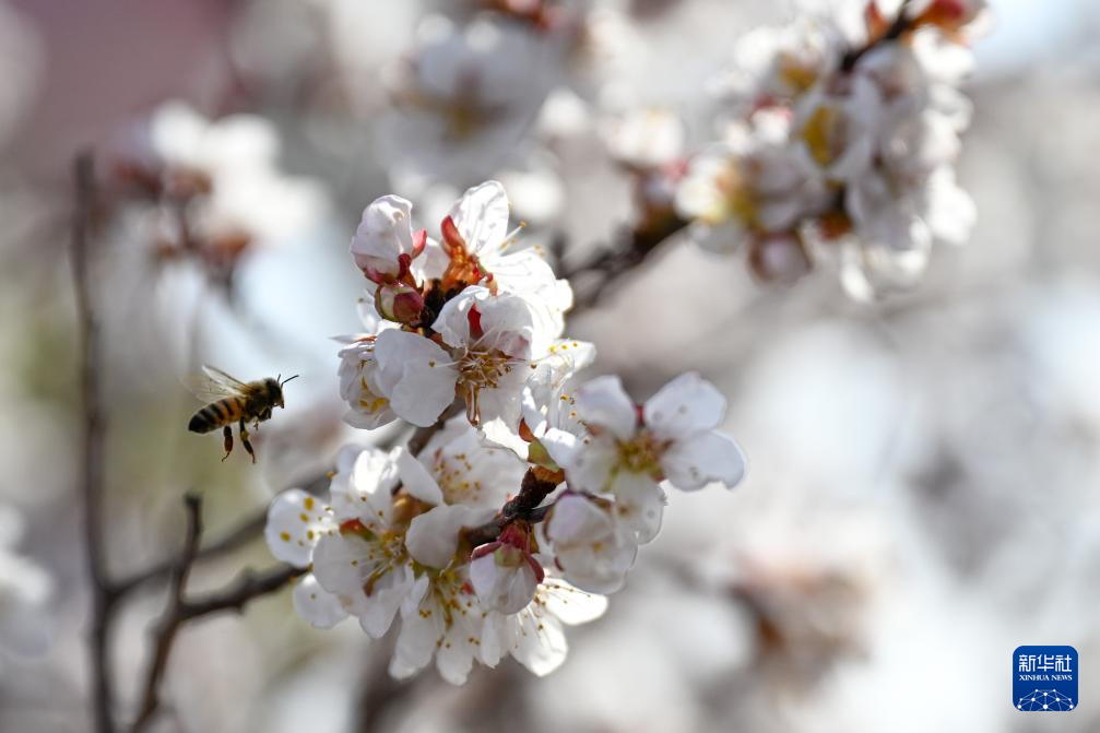 
博爱医院黄牛代挂号电话票贩子号贩子网上预约挂号,住院检查加快,新疆吐鲁番：赴一场杏花之约