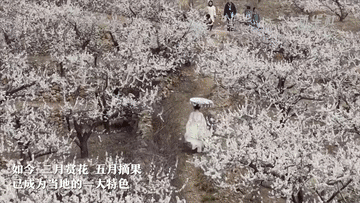 北京妇产医院黄牛代挂号电话票贩子号贩子网上预约挂号,住院检查加快,春日经济一线观察|以花为媒 绘就春日消费新图景