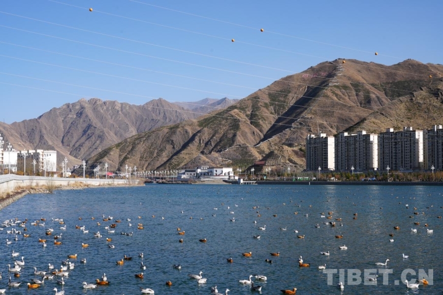 
上海新华医院黄牛代挂号电话票贩子号贩子网上预约挂号,住院检查加快,一湾碧水映千鸟 且看拉萨河生态画卷