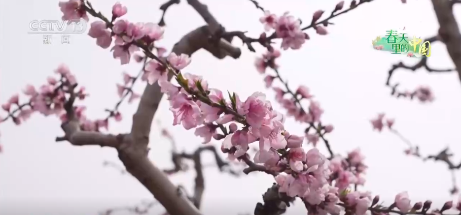 
首都医科院整形外科医院黄牛代挂号电话票贩子号贩子网上预约挂号,住院检查加快,争农时、抢春管、推技术、保丰产 农业科技助力下好春耕生产“先手棋”