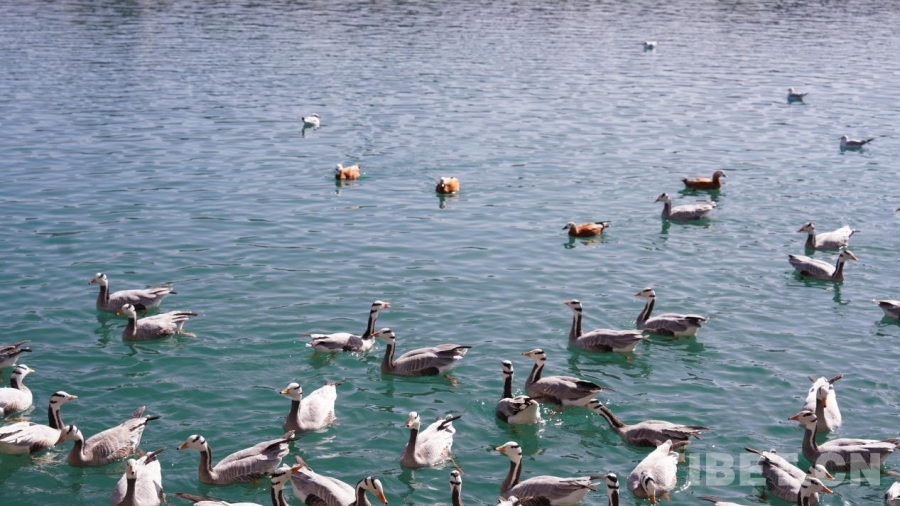 
上海新华医院黄牛代挂号电话票贩子号贩子网上预约挂号,住院检查加快,一湾碧水映千鸟 且看拉萨河生态画卷