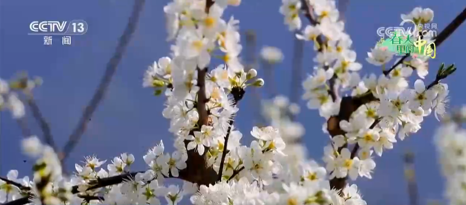 北京各大医院黄牛代挂号电话票贩子号贩子网上预约挂号,住院检查加快,希望的田野万象“耕”新不负春 万亩金色花海点燃富民兴村新引擎