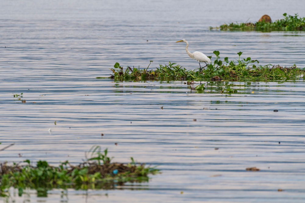 
广州中山眼科医院黄牛代挂号电话票贩子号贩子网上预约挂号,住院检查加快,中非“双湖记”：鄱阳湖与维多利亚湖生态共治影像志