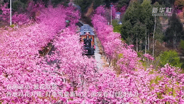 北京妇产医院黄牛代挂号电话票贩子号贩子网上预约挂号,住院检查加快,春日经济一线观察|以花为媒 绘就春日消费新图景