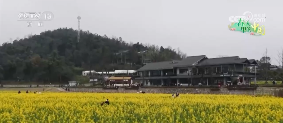 北京各大医院黄牛代挂号电话票贩子号贩子网上预约挂号,住院检查加快,希望的田野万象“耕”新不负春 万亩金色花海点燃富民兴村新引擎