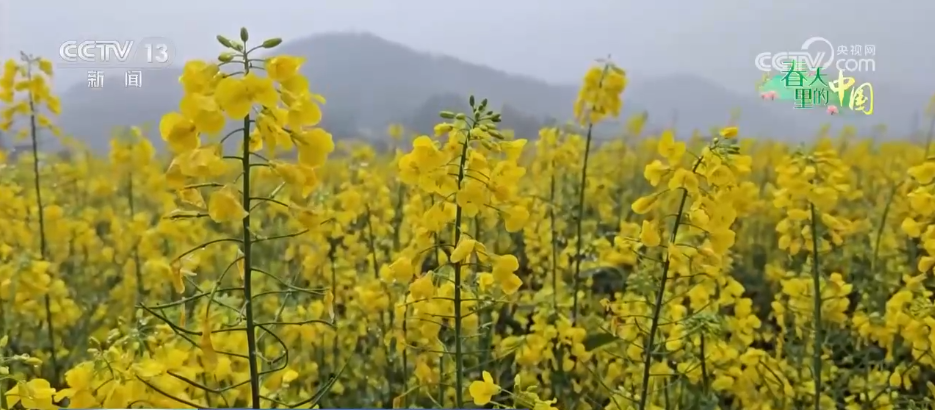北京各大医院黄牛代挂号电话票贩子号贩子网上预约挂号,住院检查加快,希望的田野万象“耕”新不负春 万亩金色花海点燃富民兴村新引擎