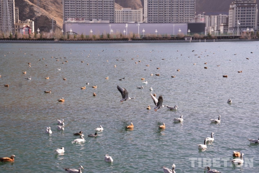 
上海新华医院黄牛代挂号电话票贩子号贩子网上预约挂号,住院检查加快,一湾碧水映千鸟 且看拉萨河生态画卷