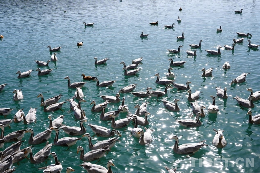 
上海新华医院黄牛代挂号电话票贩子号贩子网上预约挂号,住院检查加快,一湾碧水映千鸟 且看拉萨河生态画卷