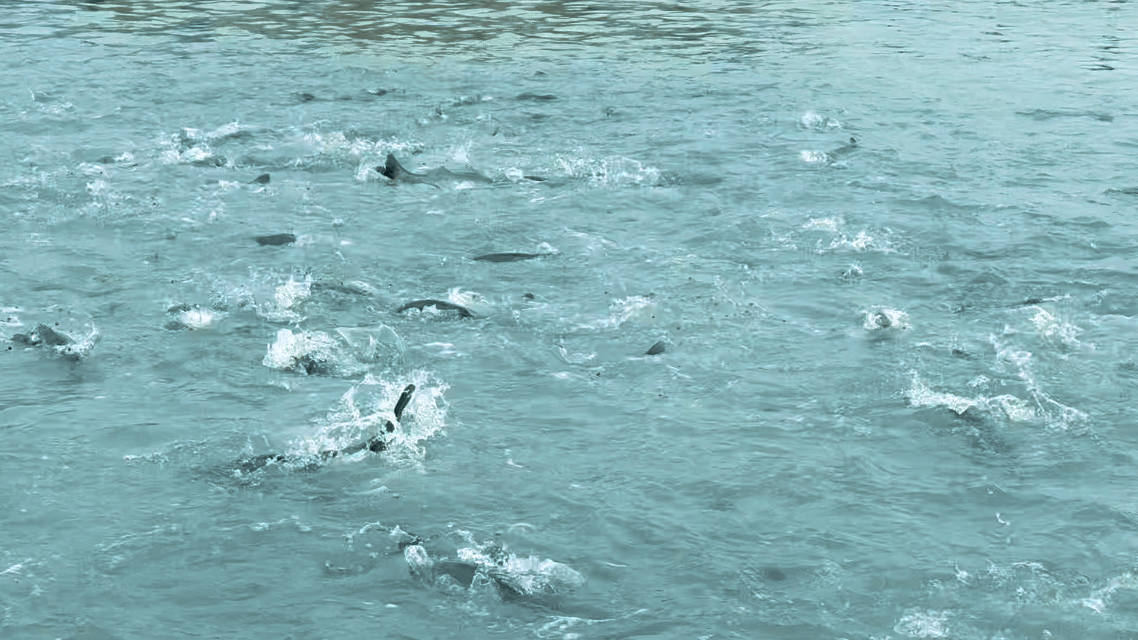 
上海龙华医院黄牛代挂号电话票贩子号贩子网上预约挂号,住院检查加快,耕海牧渔白基湾：一条大黄鱼的竞速之旅