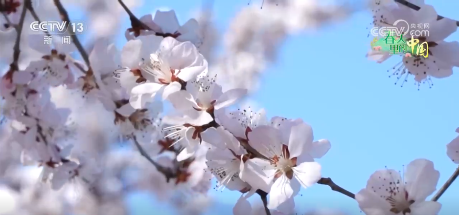 
北京中医药大学东直门医院黄牛代挂号电话票贩子号贩子网上预约挂号,住院检查加快,繁花绽放“美丽经济” 多彩活动点燃春日文旅消费热情