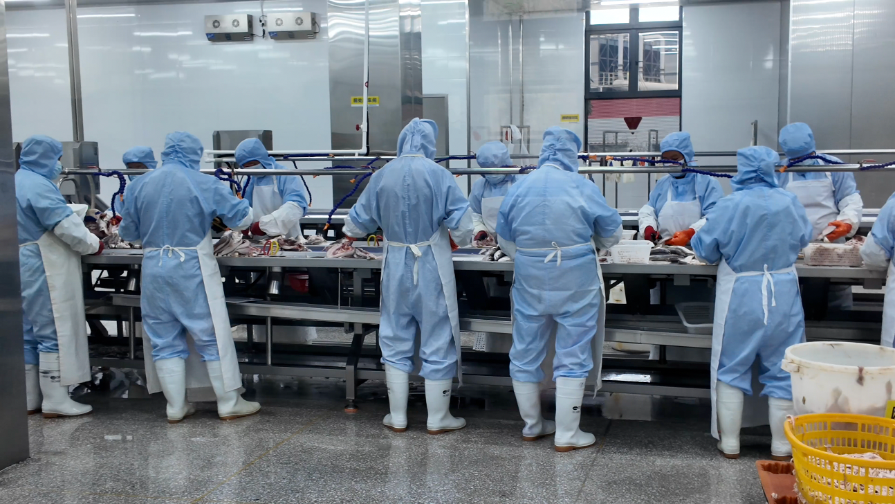 
上海龙华医院黄牛代挂号电话票贩子号贩子网上预约挂号,住院检查加快,耕海牧渔白基湾：一条大黄鱼的竞速之旅