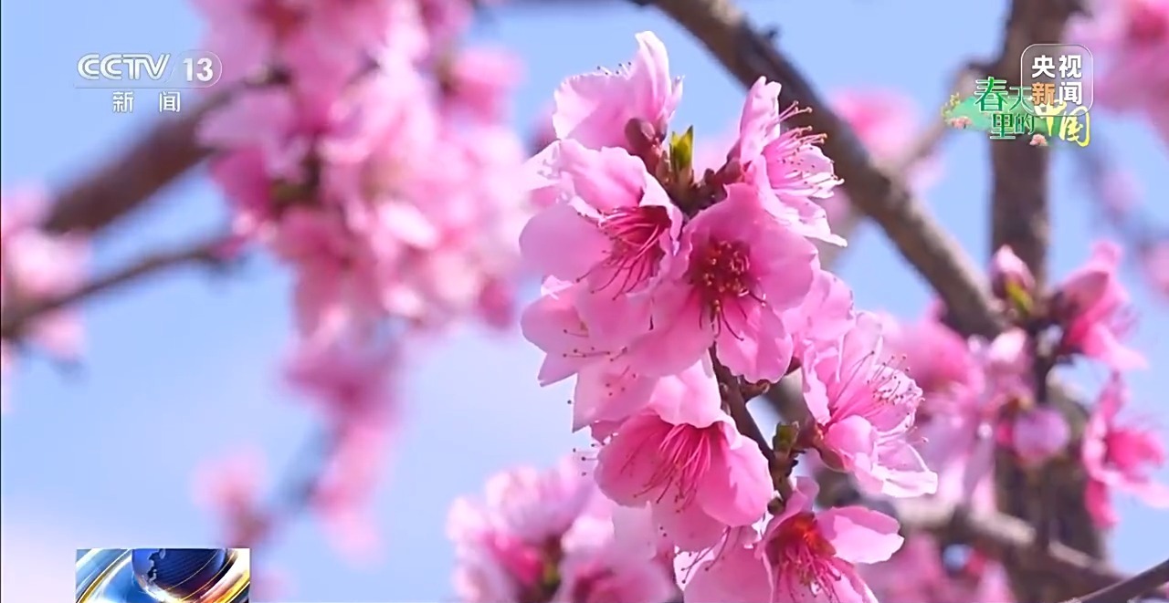 
北京同仁医院黄牛代挂号电话票贩子号贩子网上预约挂号,住院检查加快,赏花正当时 多地花海“上新”春日经济