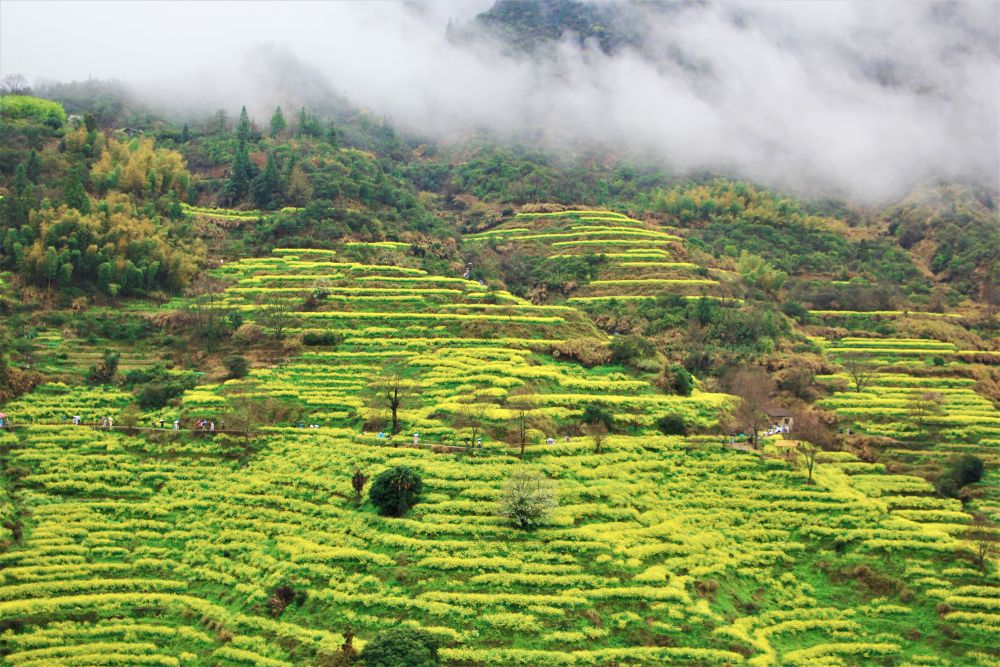 
上海中山医院黄牛代挂号电话票贩子号贩子网上预约挂号,住院检查加快,马力全开！春日消费“花开”多地
