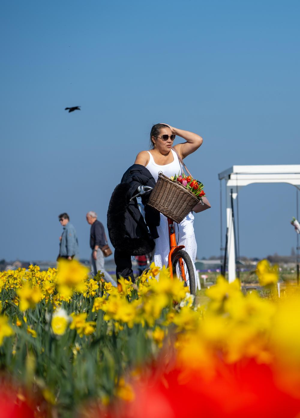 北京协和医院黄牛代挂号电话票贩子号贩子网上预约挂号,住院检查加快,荷兰：春意盎然