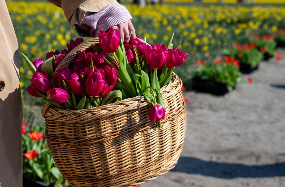 北京协和医院黄牛代挂号电话票贩子号贩子网上预约挂号,住院检查加快,荷兰：春意盎然