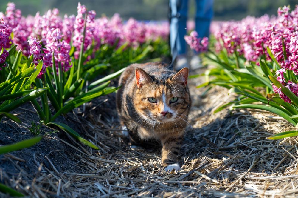 北京协和医院黄牛代挂号电话票贩子号贩子网上预约挂号,住院检查加快,荷兰：春意盎然