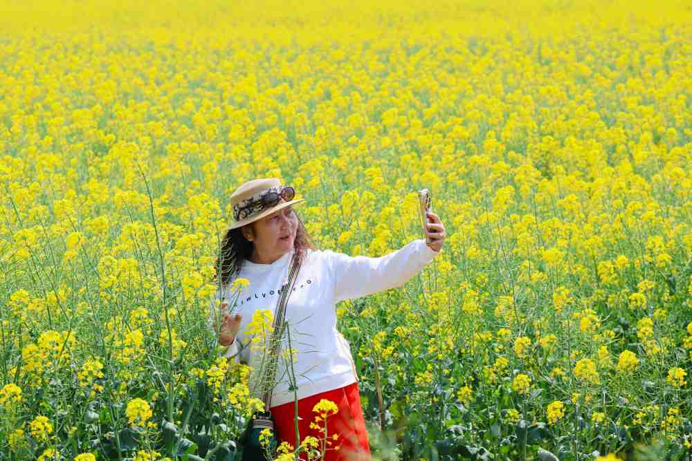 
杭州西溪医院黄牛代挂号电话票贩子号贩子网上预约挂号,住院检查加快,一朵花的N种“打开方式”：多地“赏花+”翻出新花样