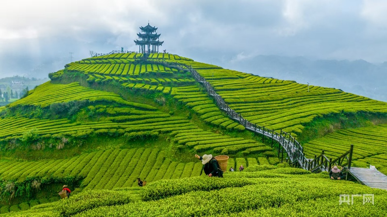 
沈阳各大医院黄牛代挂号电话票贩子号贩子网上预约挂号,住院检查加快,央广财评｜春茶吐翠 激活中国春日经济