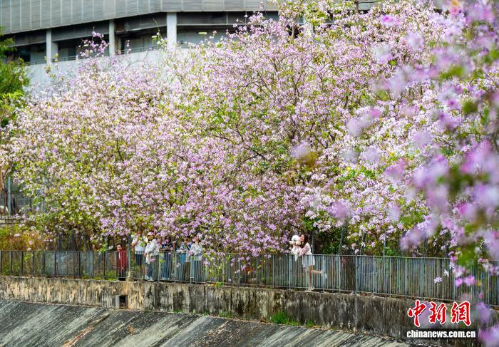 
南京脑科医院黄牛代挂号电话票贩子号贩子网上预约挂号,住院检查加快,香江四季繁花盛，湾区共促“赏花经济”正当时