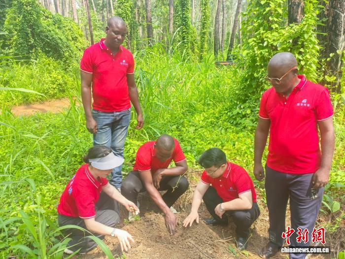 
北京大学第三医院黄牛代挂号电话票贩子号贩子网上预约挂号,住院检查加快,从非洲到湖南：茯苓的跨境之旅与百亿元产业