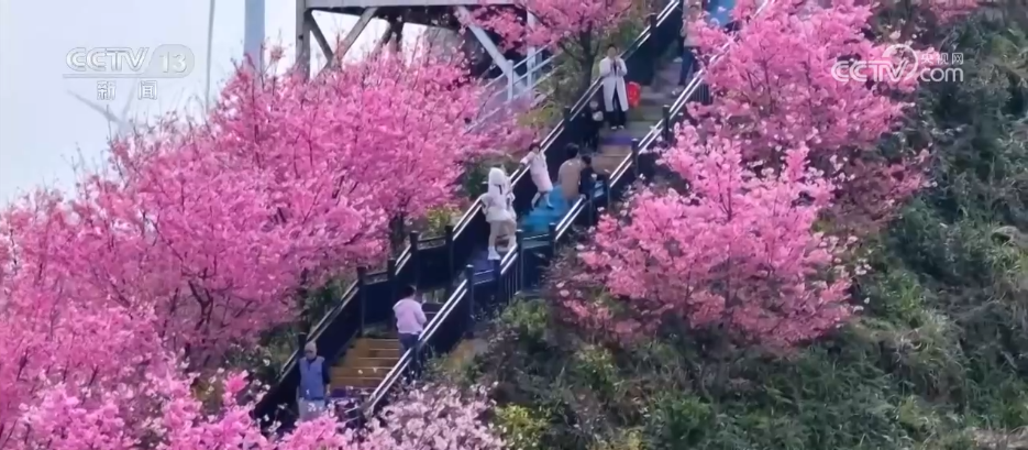 
西安西京医院黄牛代挂号电话票贩子号贩子网上预约挂号,住院检查加快,各地春日文旅持续升温 “赏花流量”转化为“消费留量”