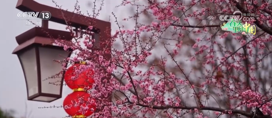 
西安西京医院黄牛代挂号电话票贩子号贩子网上预约挂号,住院检查加快,各地春日文旅持续升温 “赏花流量”转化为“消费留量”