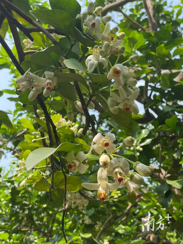 
上海各大医院黄牛代挂号电话票贩子号贩子网上预约挂号,住院检查加快,柚润南福｜报告文学