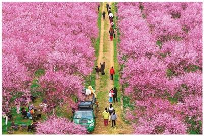 
北医三院黄牛代挂号电话票贩子号贩子网上预约挂号,住院检查加快,美人梅盛开迎客来（侨乡新貌）