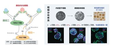 
北京大学肿瘤医院黄牛代挂号电话票贩子号贩子网上预约挂号,住院检查加快,1型糖尿病治疗迎来新路径