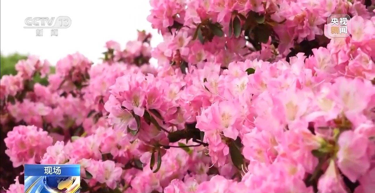 
上海各大医院黄牛代挂号电话票贩子号贩子网上预约挂号,住院检查加快,视频丨有“颜”又有“值” 朵朵春花点亮乡村致富路