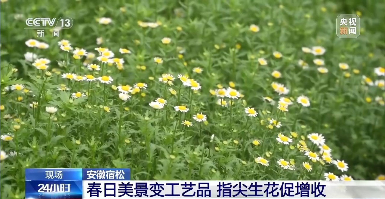 
上海各大医院黄牛代挂号电话票贩子号贩子网上预约挂号,住院检查加快,视频丨有“颜”又有“值” 朵朵春花点亮乡村致富路