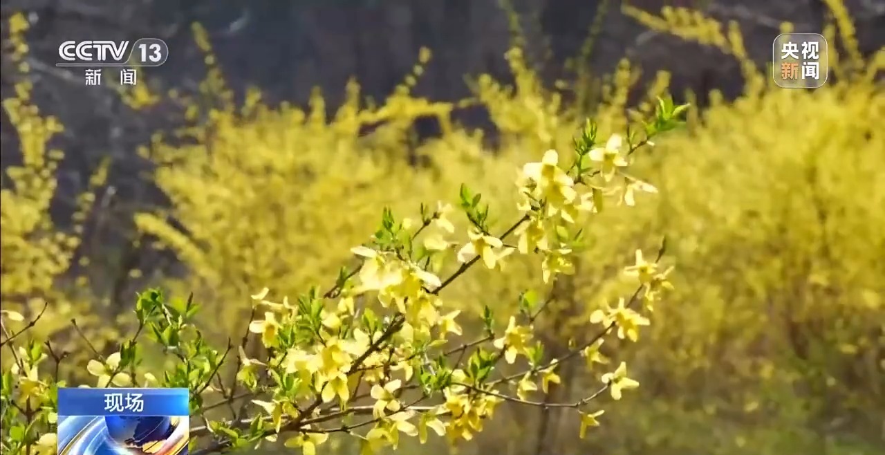 
上海各大医院黄牛代挂号电话票贩子号贩子网上预约挂号,住院检查加快,视频丨有“颜”又有“值” 朵朵春花点亮乡村致富路