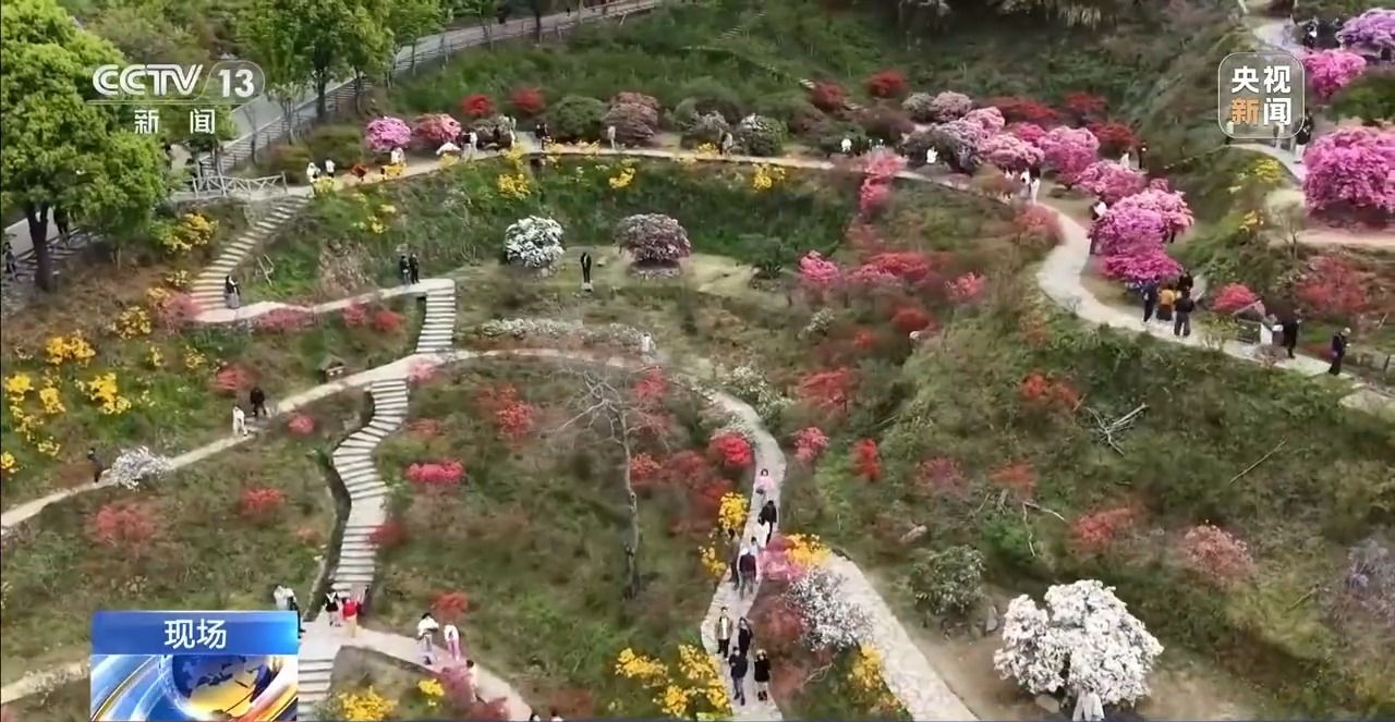 
上海各大医院黄牛代挂号电话票贩子号贩子网上预约挂号,住院检查加快,视频丨有“颜”又有“值” 朵朵春花点亮乡村致富路