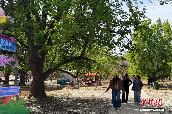 
首都医科大学附属北京口腔医院黄牛代挂号电话票贩子号贩子网上预约挂号,住院检查加快,西北赏花经济升温：从一季风光到全域产业