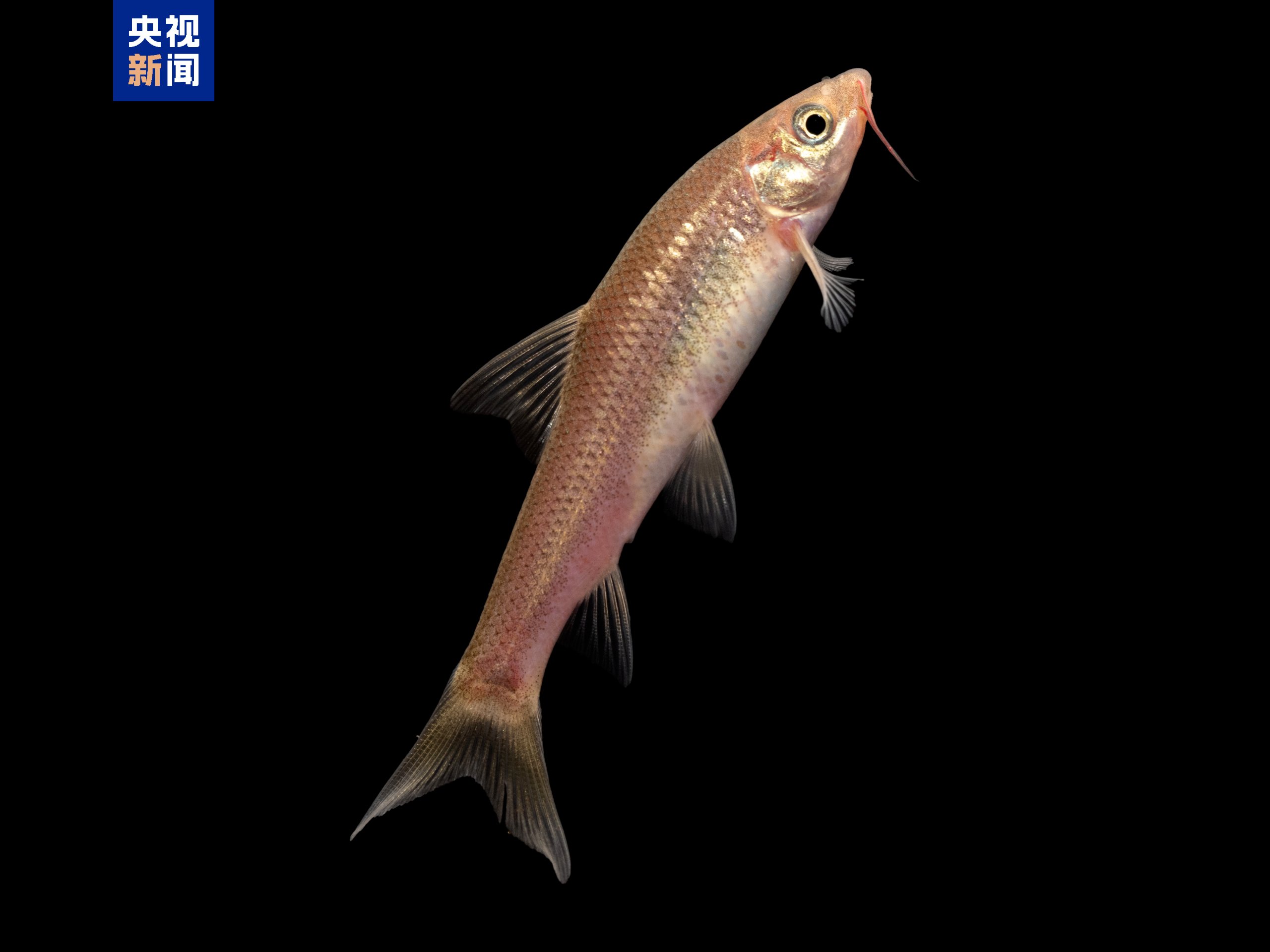 △巴门褶吻鲮（保护区新记录）