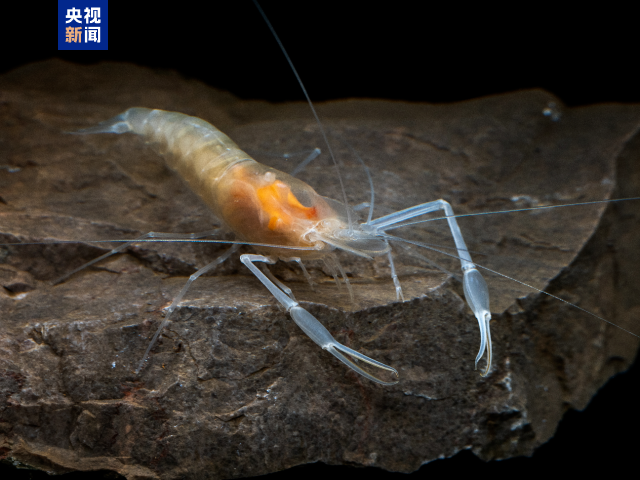 △沼虾属新种（待命名）