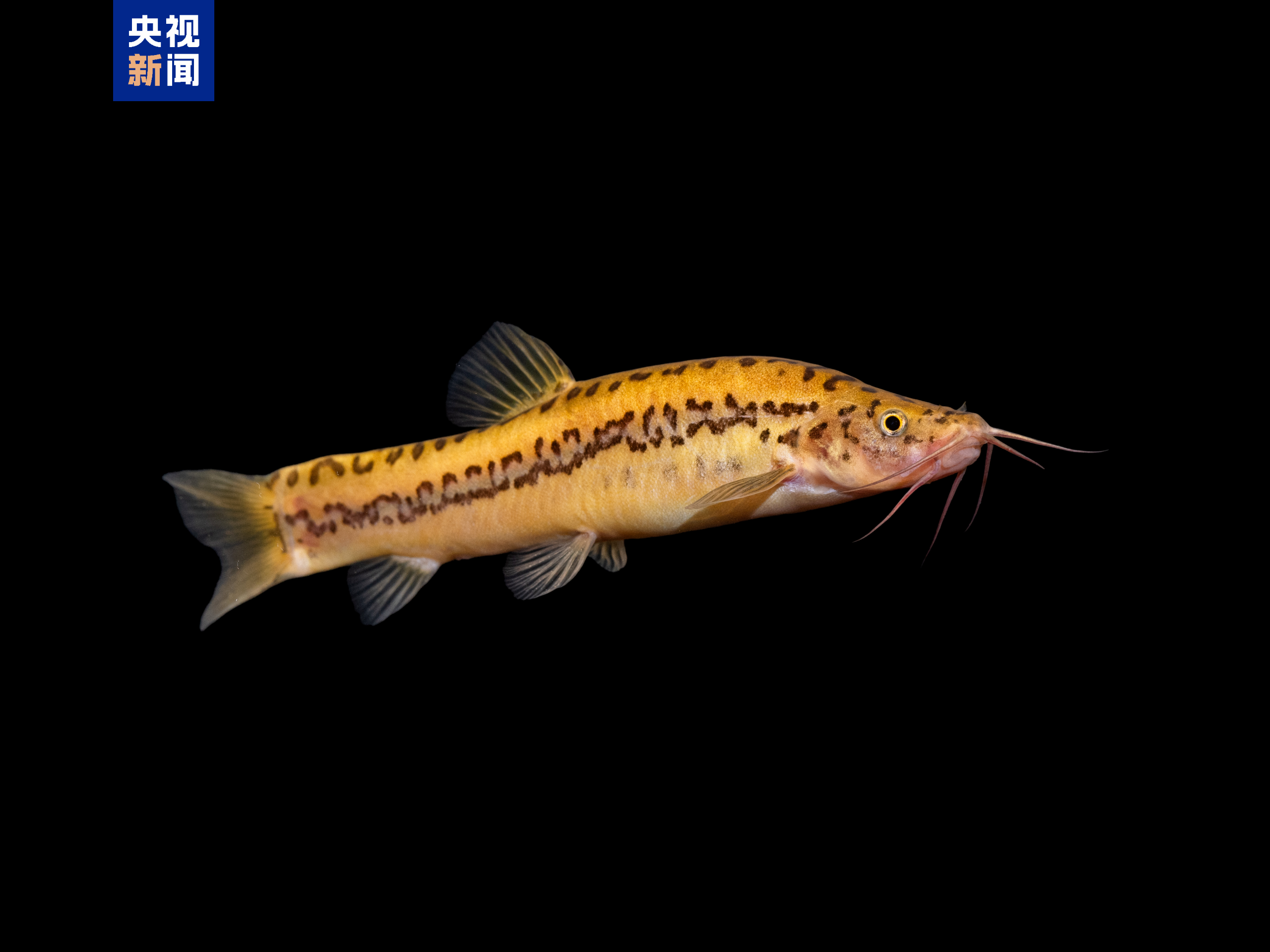 △崇左异条鳅（保护区新记录）